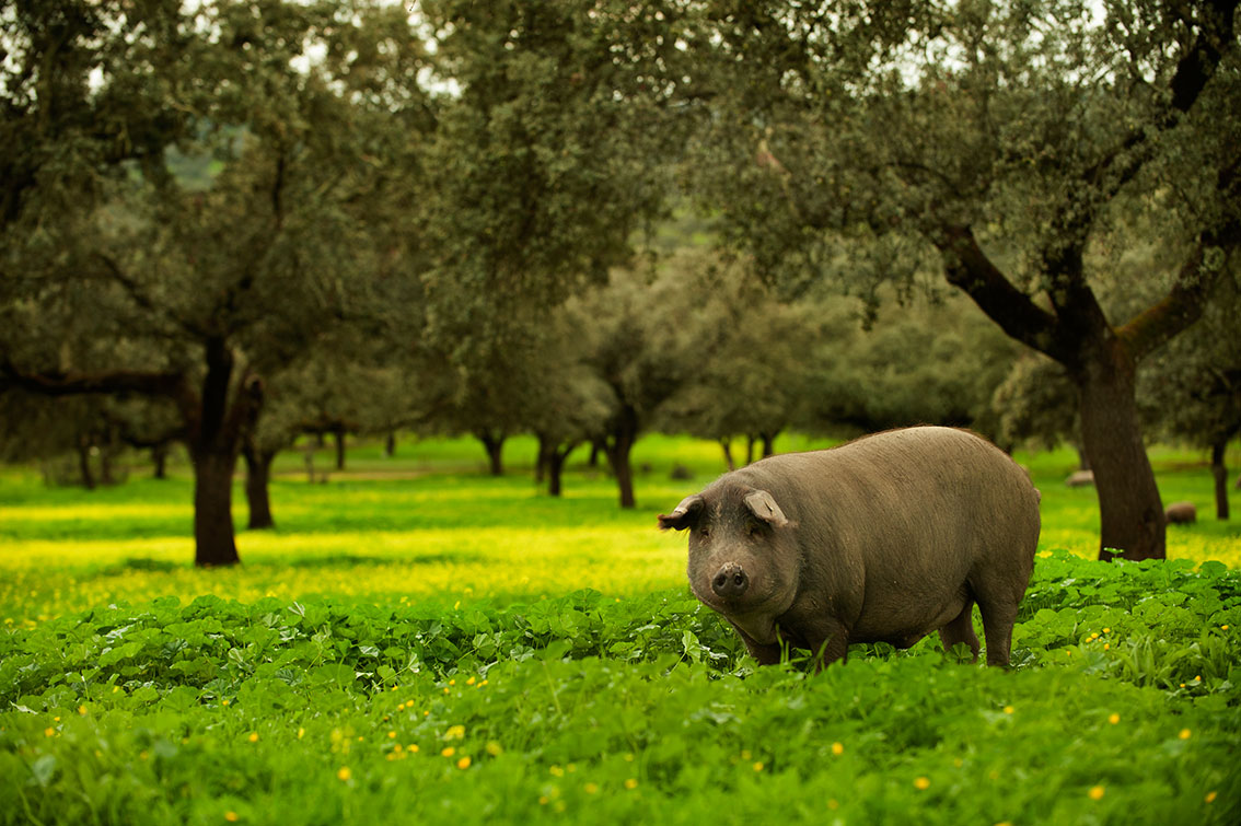 猪中贵族,伊比利亚猪,是怎么养成的?纯正血统只吃橡果,太诱人