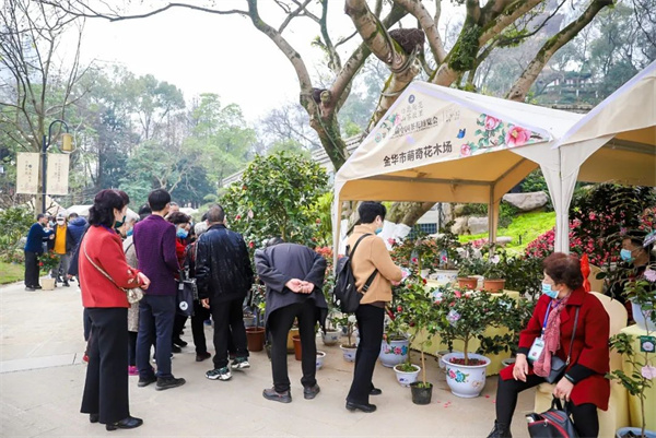 阳春三月，邀您共赏温州九山公园茶花美景