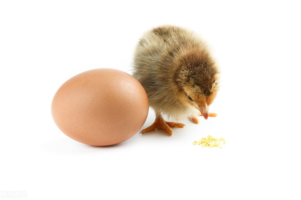 鸡价格今日鸡蛋价格「鸡蛋价格 今日价全国」