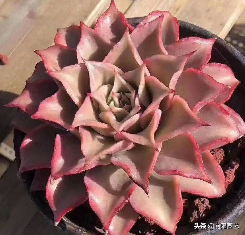 适合新手养的10种多肉，春天温度高，发根快，不怕养不活