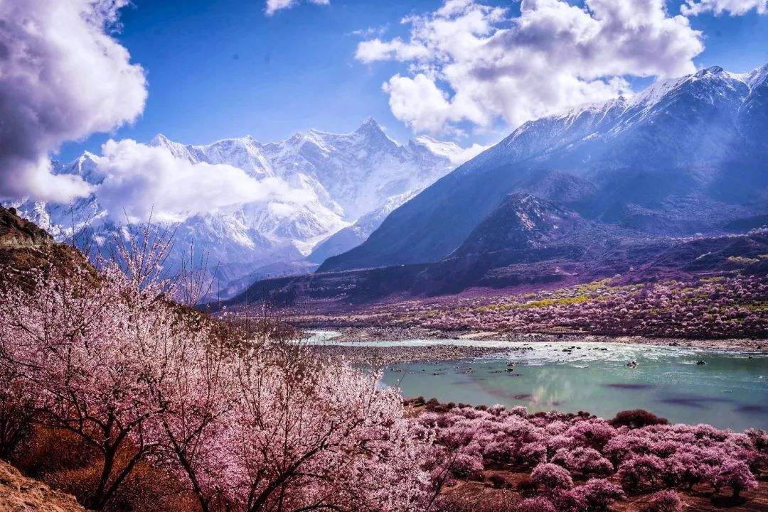 油菜花的习性（知识科普油菜花的生活习性）