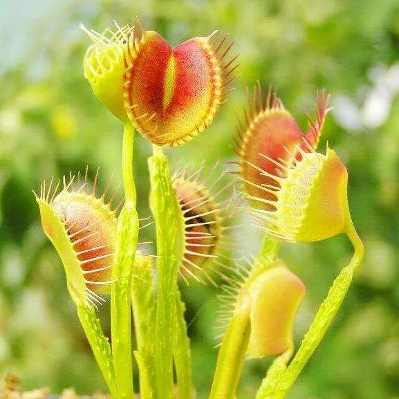 10大剧毒植物图片