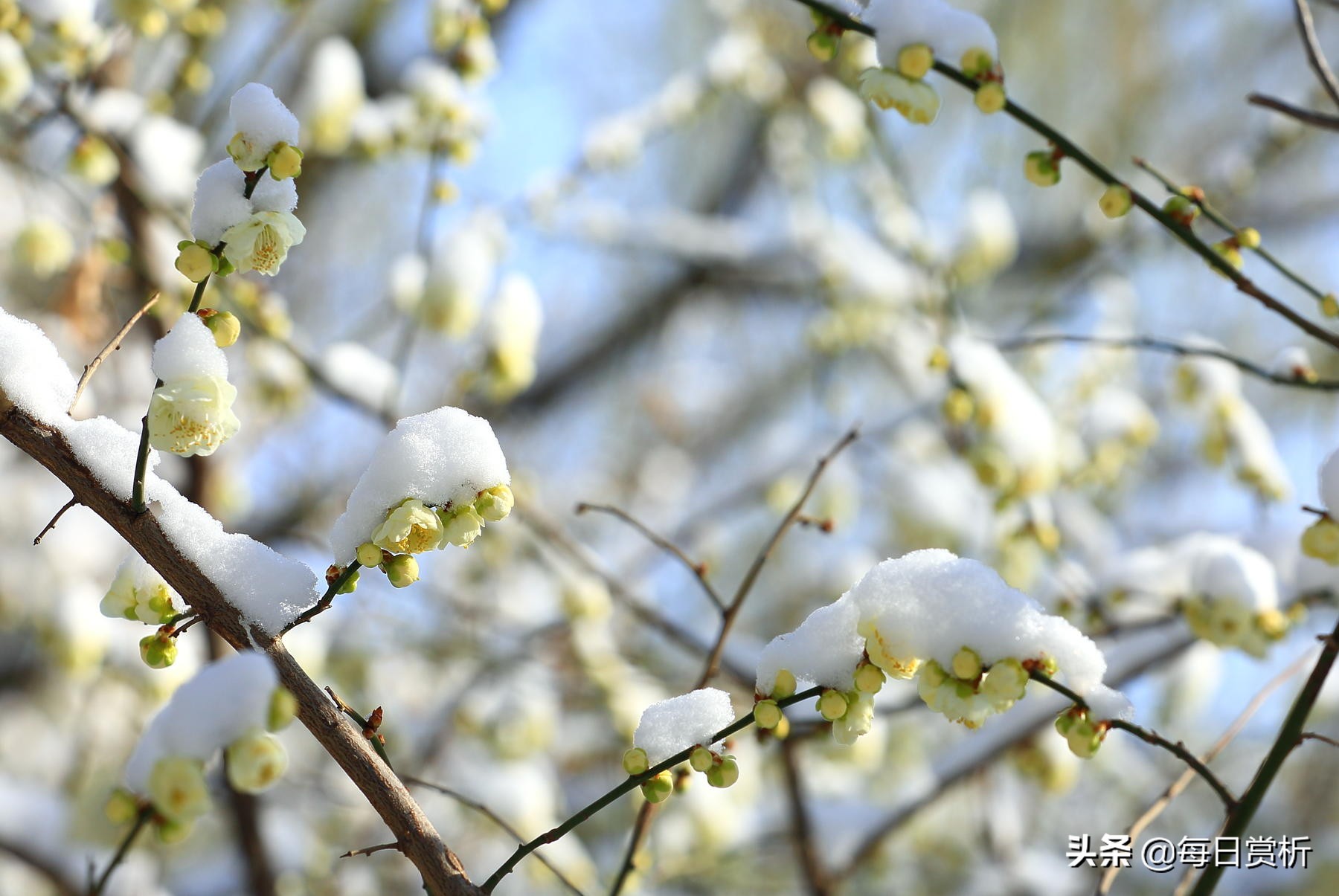 阳春三月雪，雪落枝头，佳片佳句