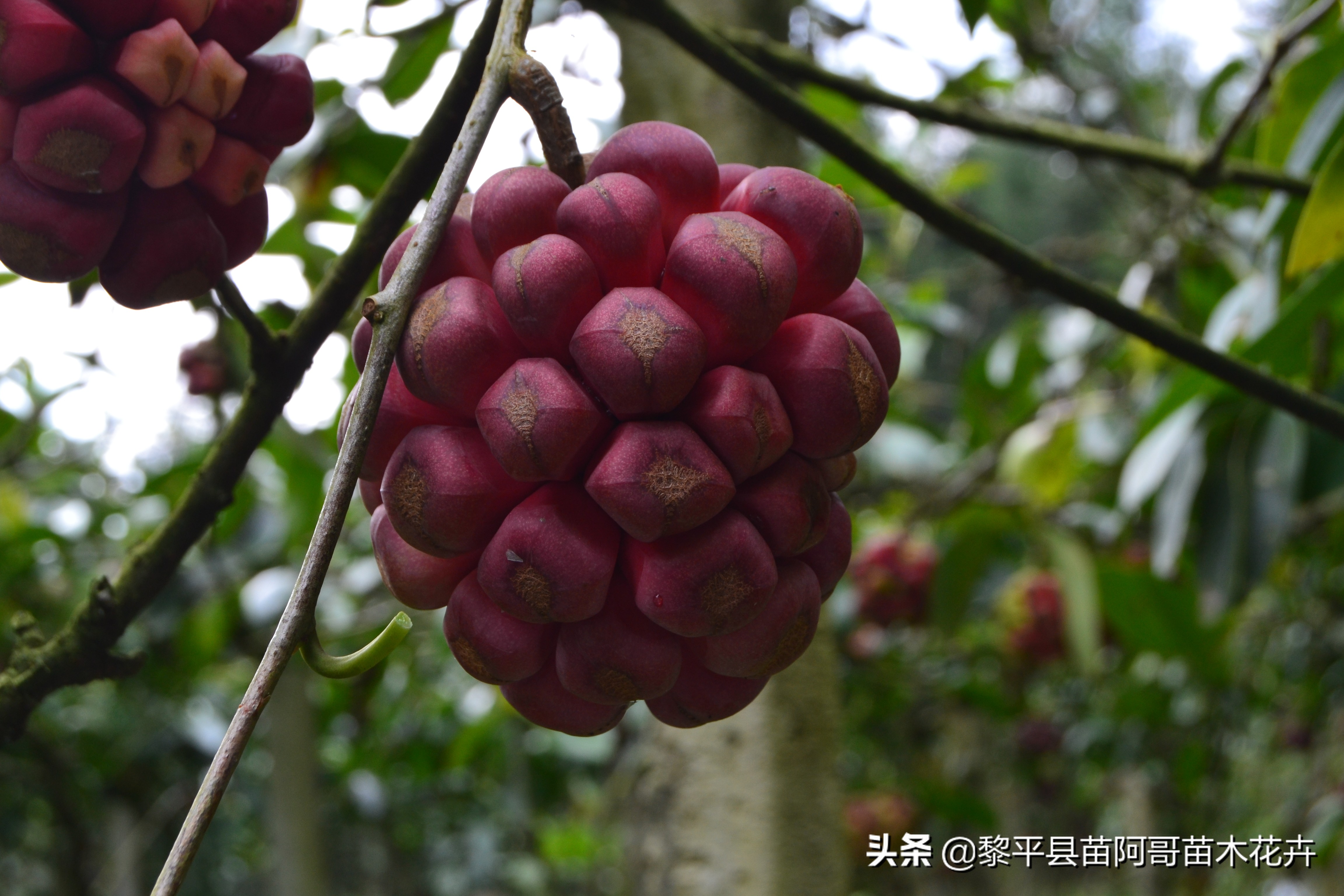 黑老虎水果种植（春季黑老虎水果养殖技巧及要点）