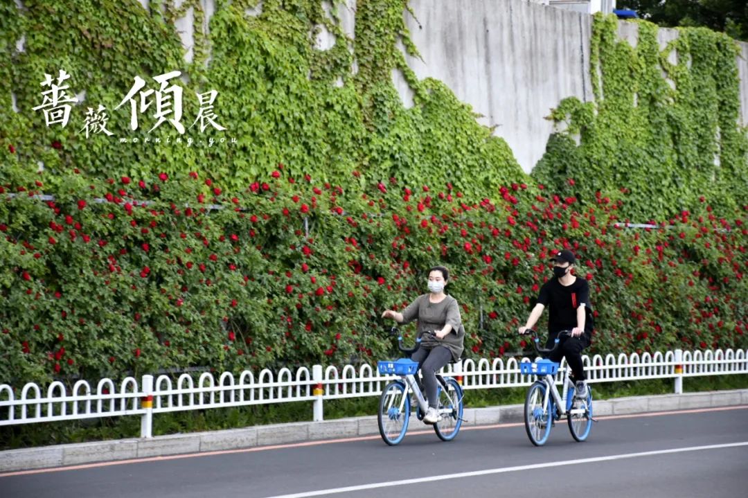 丹东这一地儿入选全国十大赏樱地！赏花攻略提前收藏