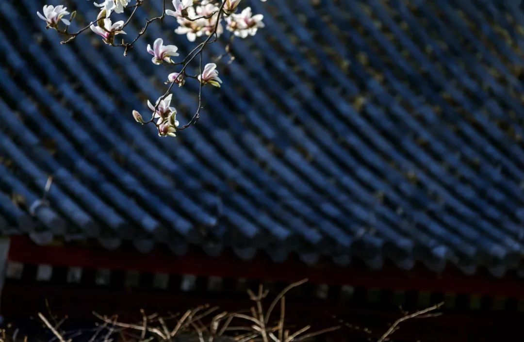 以花為媒，赴一場(chǎng)春日之約！