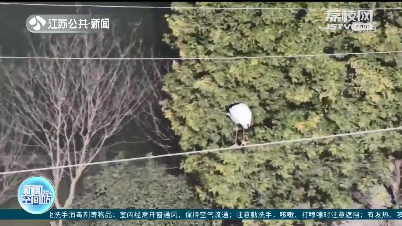 在南通动物园外筑巢的野生东方白鹳产下鸟蛋啦！预计四月初喜迎小宝宝