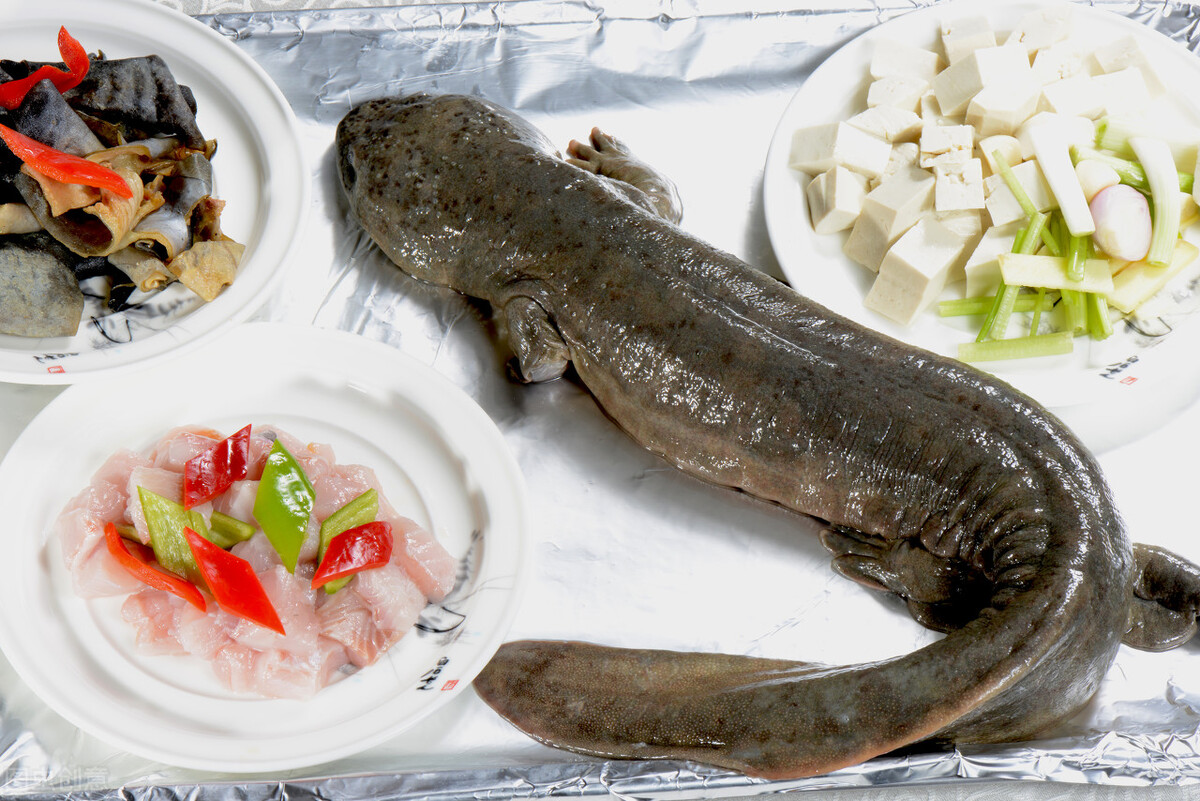 娃娃魚(yú)苗,娃娃魚(yú)苗多少錢(qián)一尾