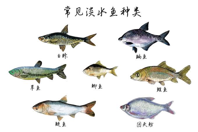 养鱼养肠道-鱼类肠道健康的重要作用