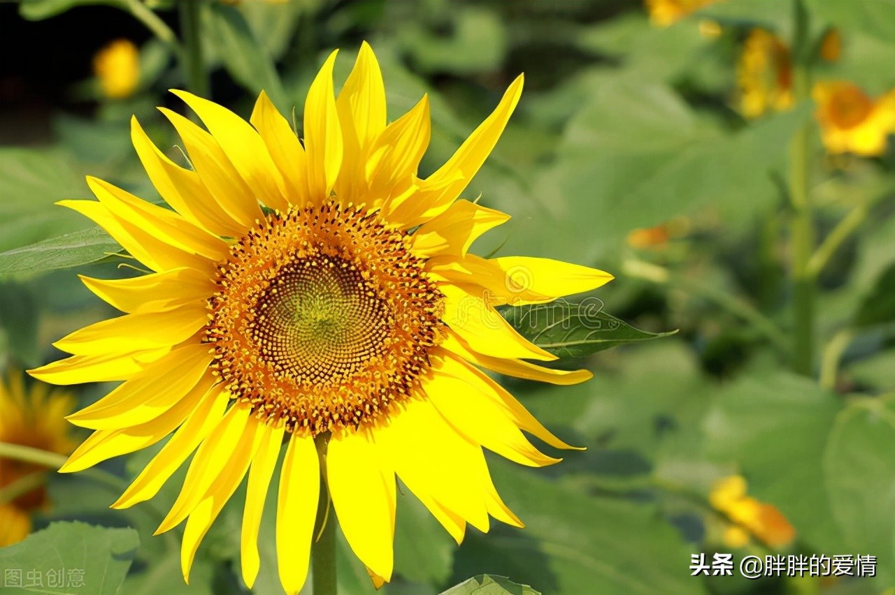 向日葵正能量的句子（分享几句阳光正能量的句子）