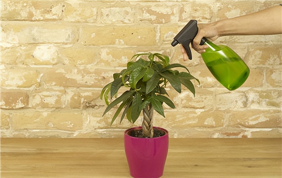 7种“大型花”，又美又高贵，客厅一放，吸光废气，人旺家旺