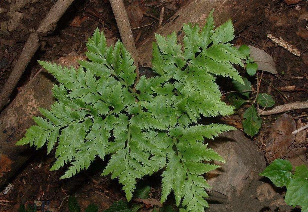 俗称"一朵云",用来炖老母鸡极为鲜美,养生价值高,你认识吗