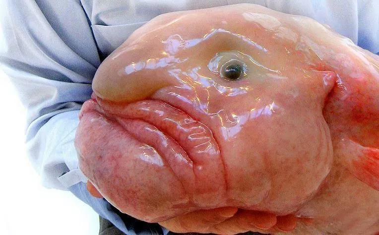 水滴魚能吃嗎,水滴魚能吃嗎給我找個視頻