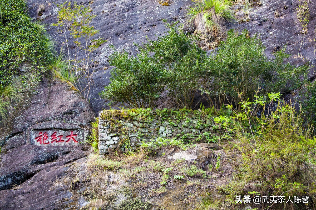 母树大红袍的常见问题及高达一个亿的保额是真是假你了解吗？