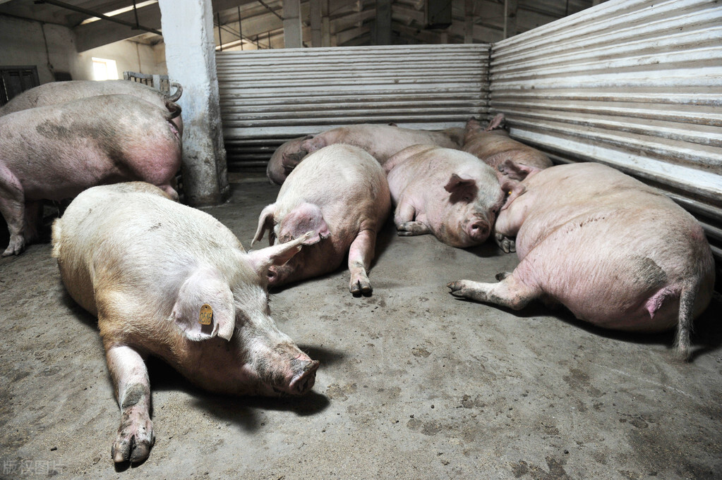 12月21日，养猪人卖猪的价格，年底前还有机会吗？