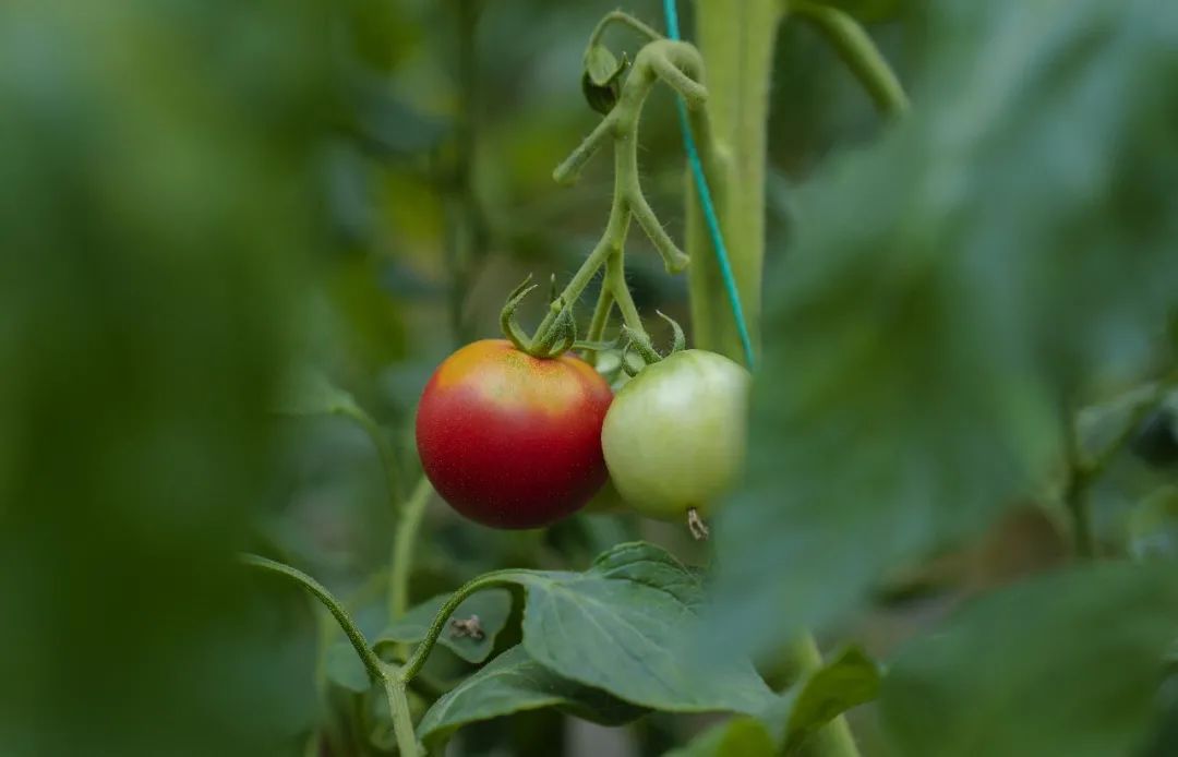温室大棚番茄早春茬栽培怎么做才能稳产增产？