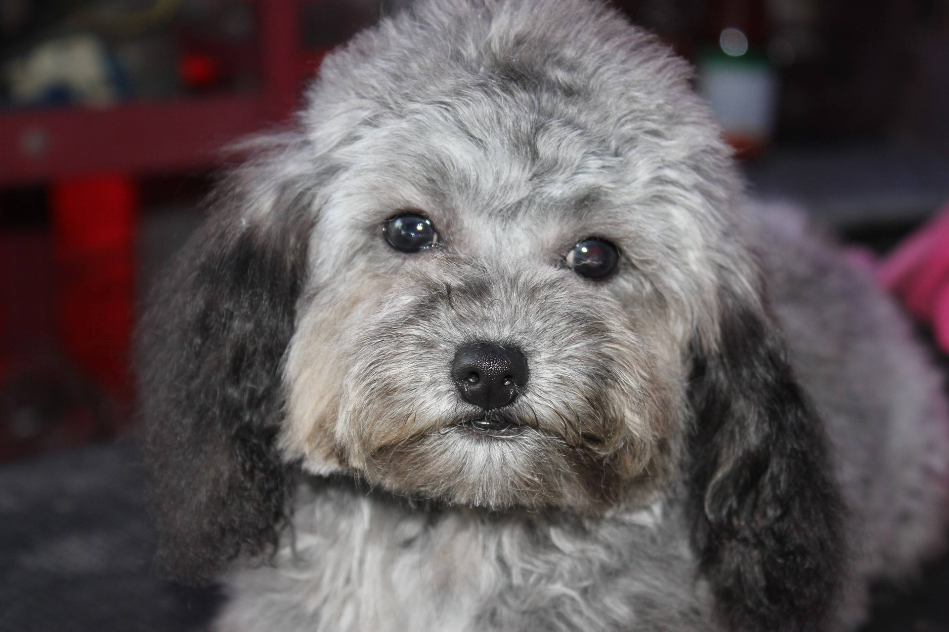 最会讨好人，误解最深的狗狗：“泰迪犬”性格全面解析