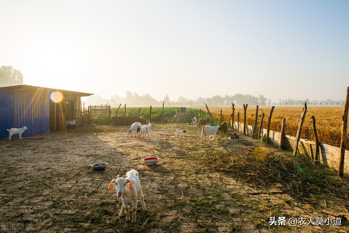 在农村养殖什么赚钱(农村除了养猪，养什么还比较赚钱？)