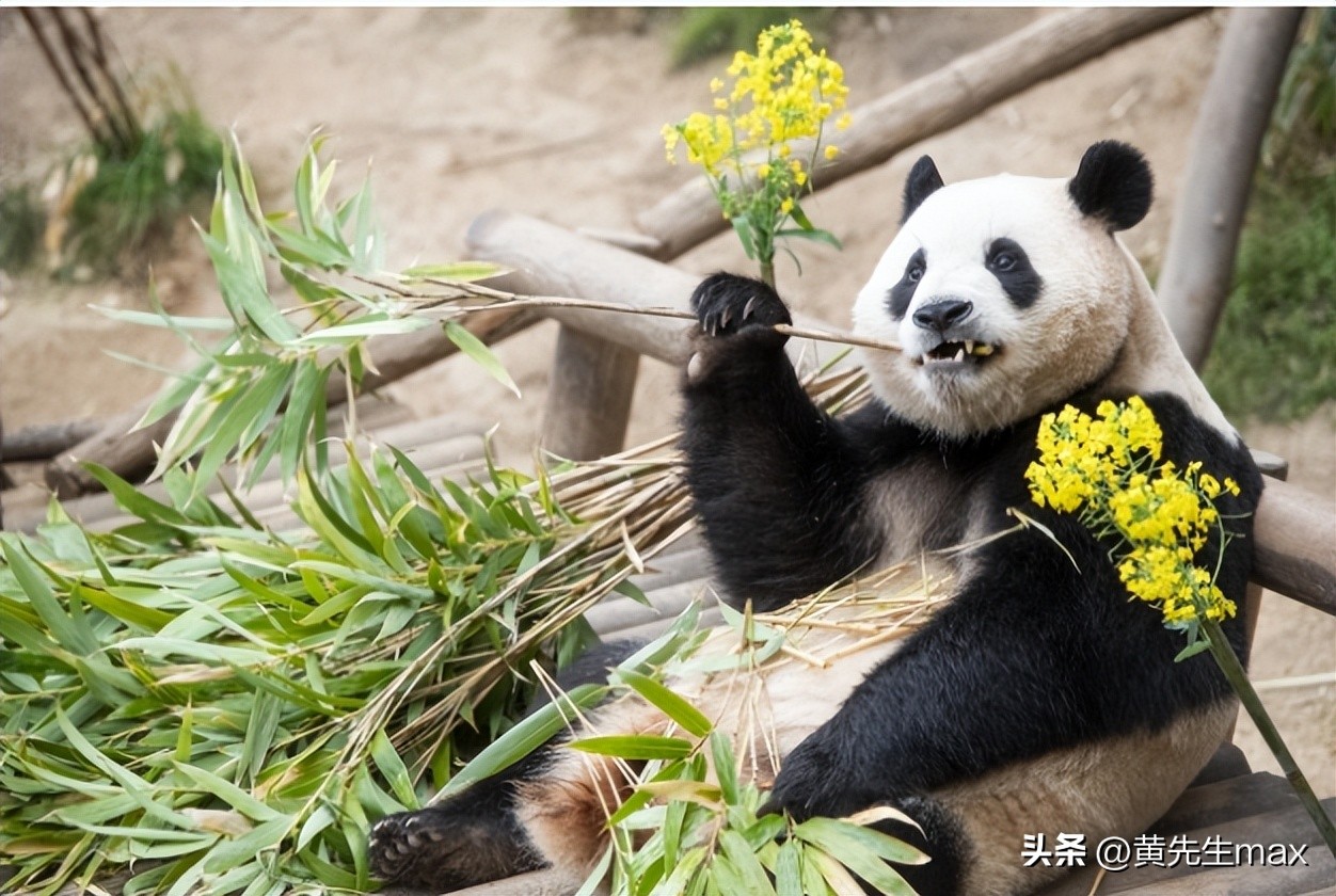 熊猫福宝人气王！韩国一天有7000多人去爱宝乐园看熊猫。