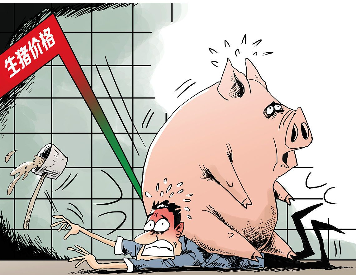 今日猪价3元4斤「今日猪价格生猪价格」