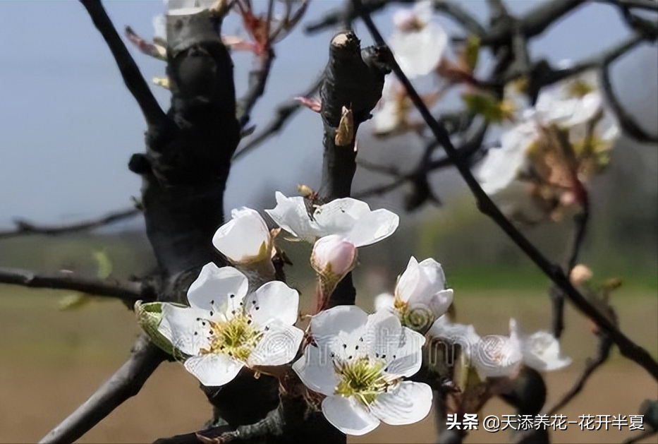 苹果叶子图片（两分钟教你如何分辨苹果花和海棠花）