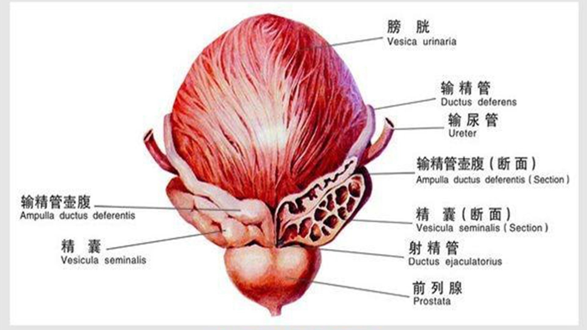 前列腺是生命腺,男性该如何保护前列腺?教你5个保养好方法