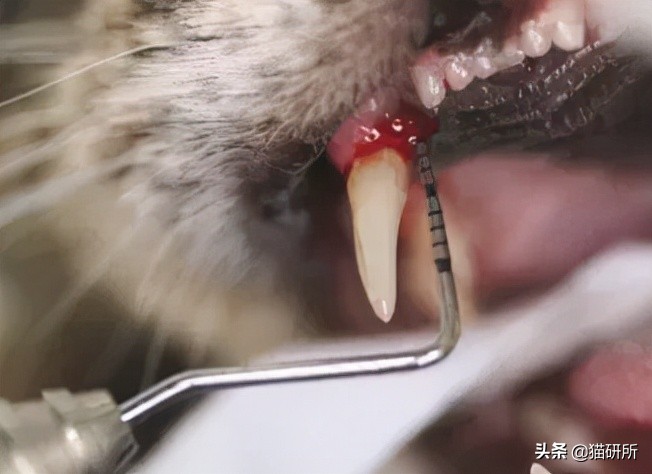 80%猫咪都有牙周炎？猫咪口臭就要警惕