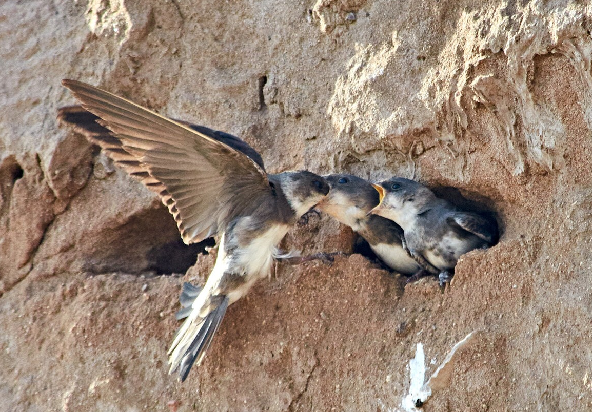 边飞边睡的雨燕,落地几乎等于送死,它们是如何繁衍后代呢?