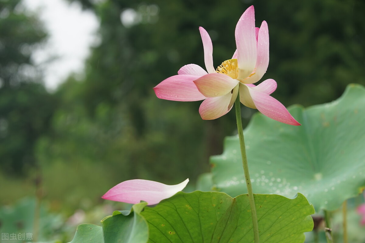 放下，方能拈花微笑