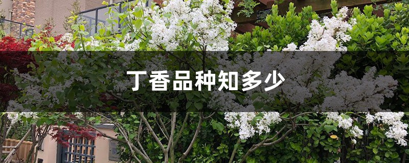 蓝丁香长什么样（丁香花所有品种介绍你都认识吗）