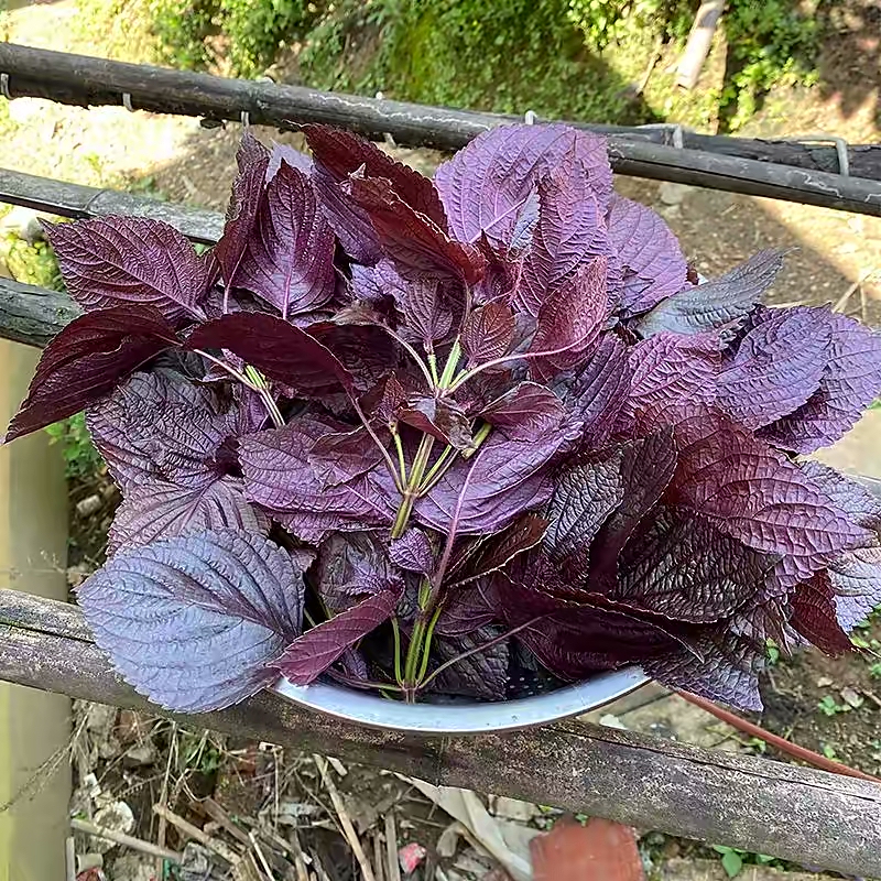 3种菜，颜值高味道好，阳台种几盆，比花儿还好看收获不停