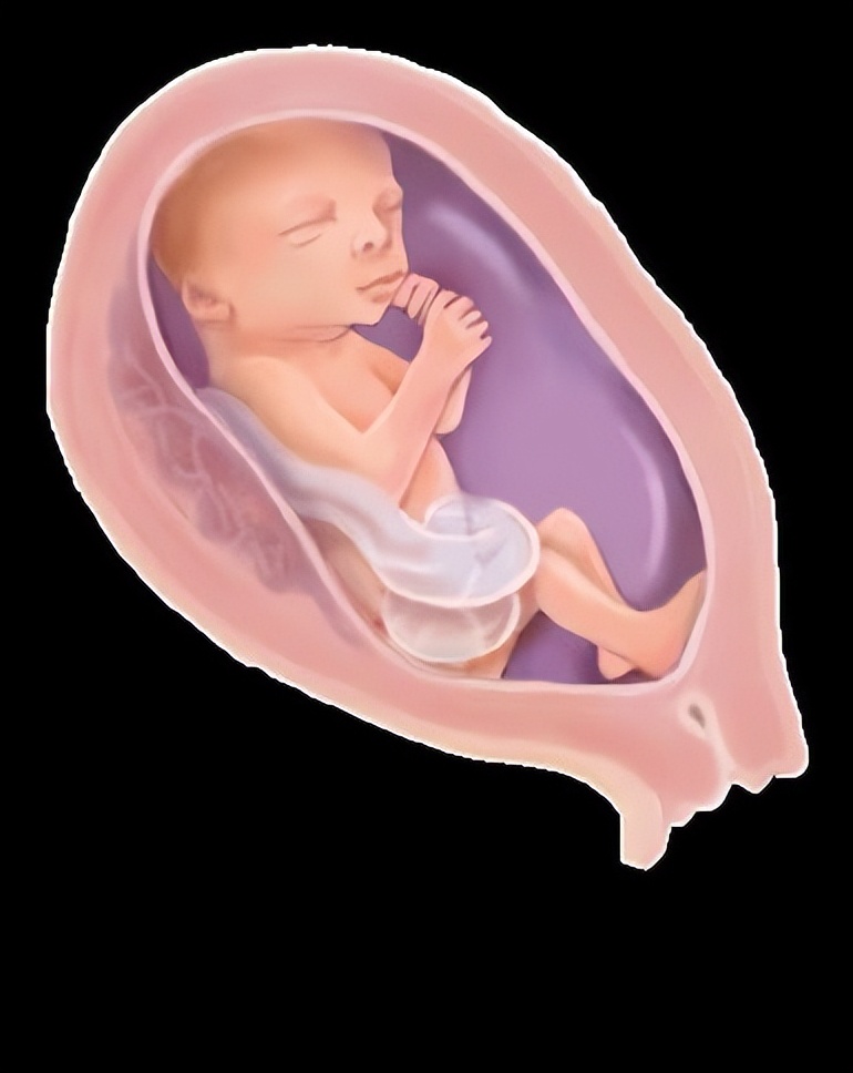 孕23周胎儿体重标准是多少(从受精卵到新生儿) - 青木春