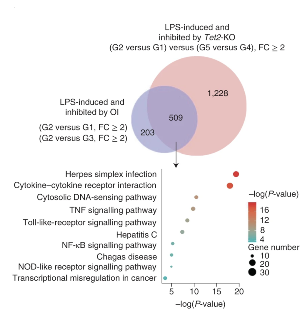 研究團隊通過細菌脂多糖(lipopolysaccharide,lps,一種常見的內毒素