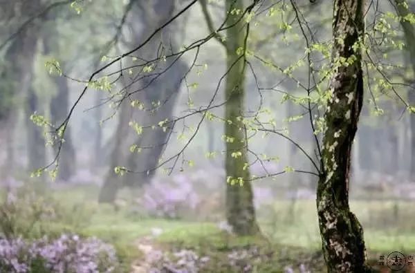 谷雨：与春告别，雨落情长！(太美了)