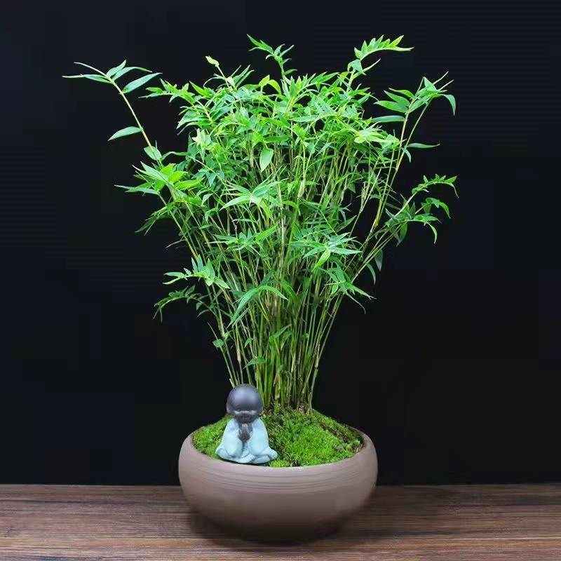 观赏竹子的种类与图片(可颜值逆天的5种观赏竹)