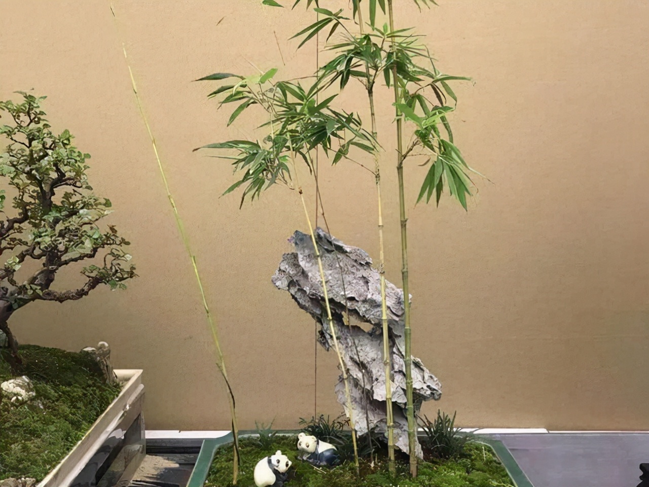 凤尾竹开花(盘点3种绝美可以养在室内的竹子)