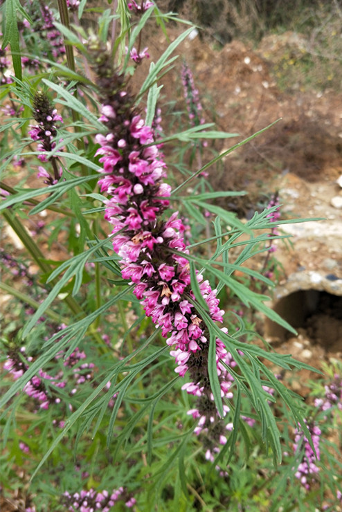 这100种野菜很常见，也很美味，可惜很多人不认识，白白错过美食