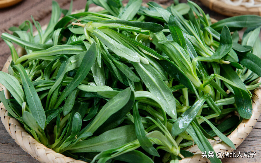 麵條菜28,掃帚菜掃帚菜是農村裡隨處可以見的野菜.