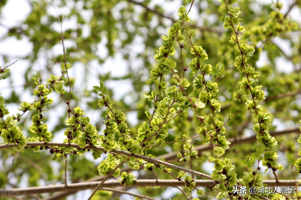 开春十大野菜图片（开春十大野菜图片高清）-第17张图片-科灵网