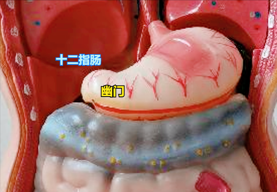由简入繁,一步步还原"胃"最真实的样子!包括胃的常见疾病