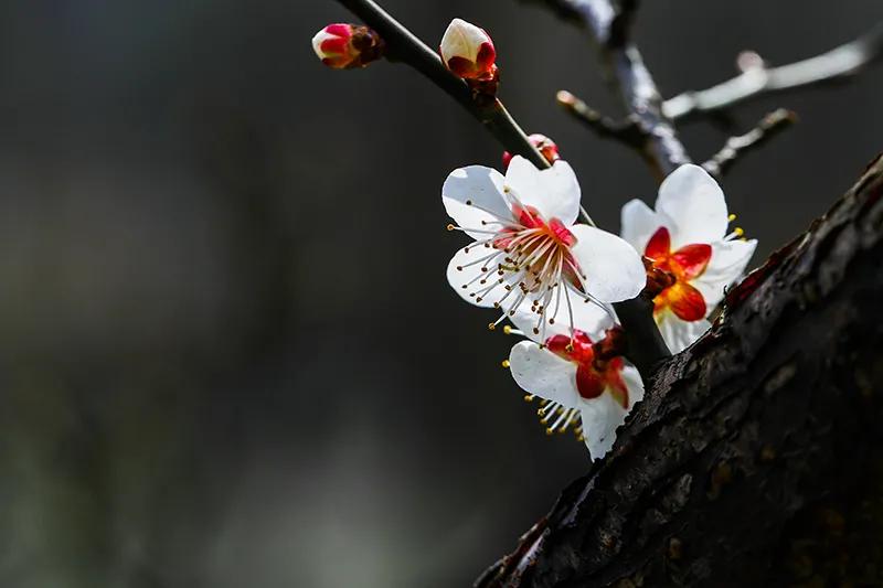 蔷薇科杏属植物杏梅（盘点杏梅种类以及特征）