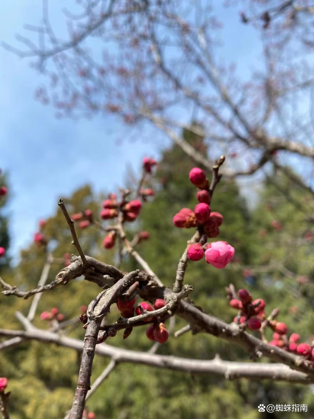 奥林匹克森林公园有收门票吗(清明踏春好去处，打卡北京奥林匹克森林公园，安排上)