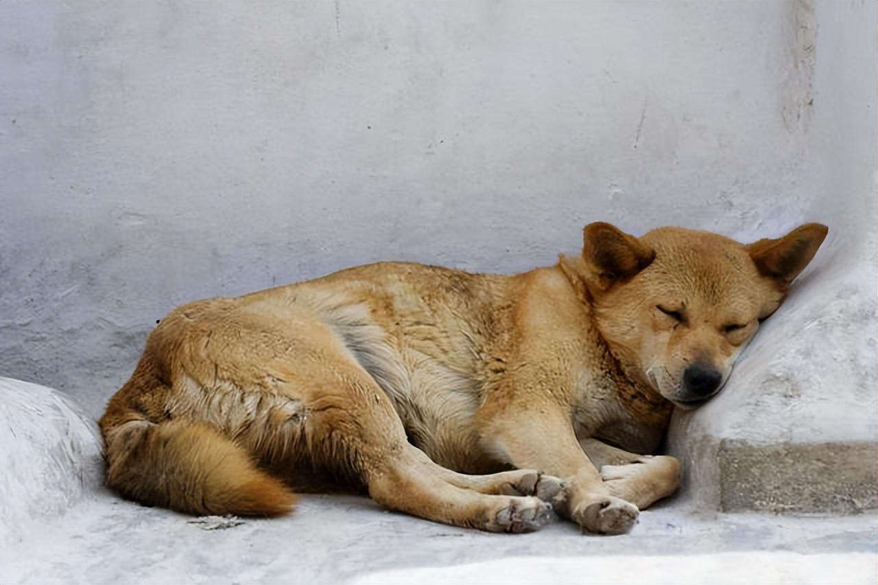 狗狗信任你的3种睡姿和不信任你的3种睡姿，你家的是哪种？
