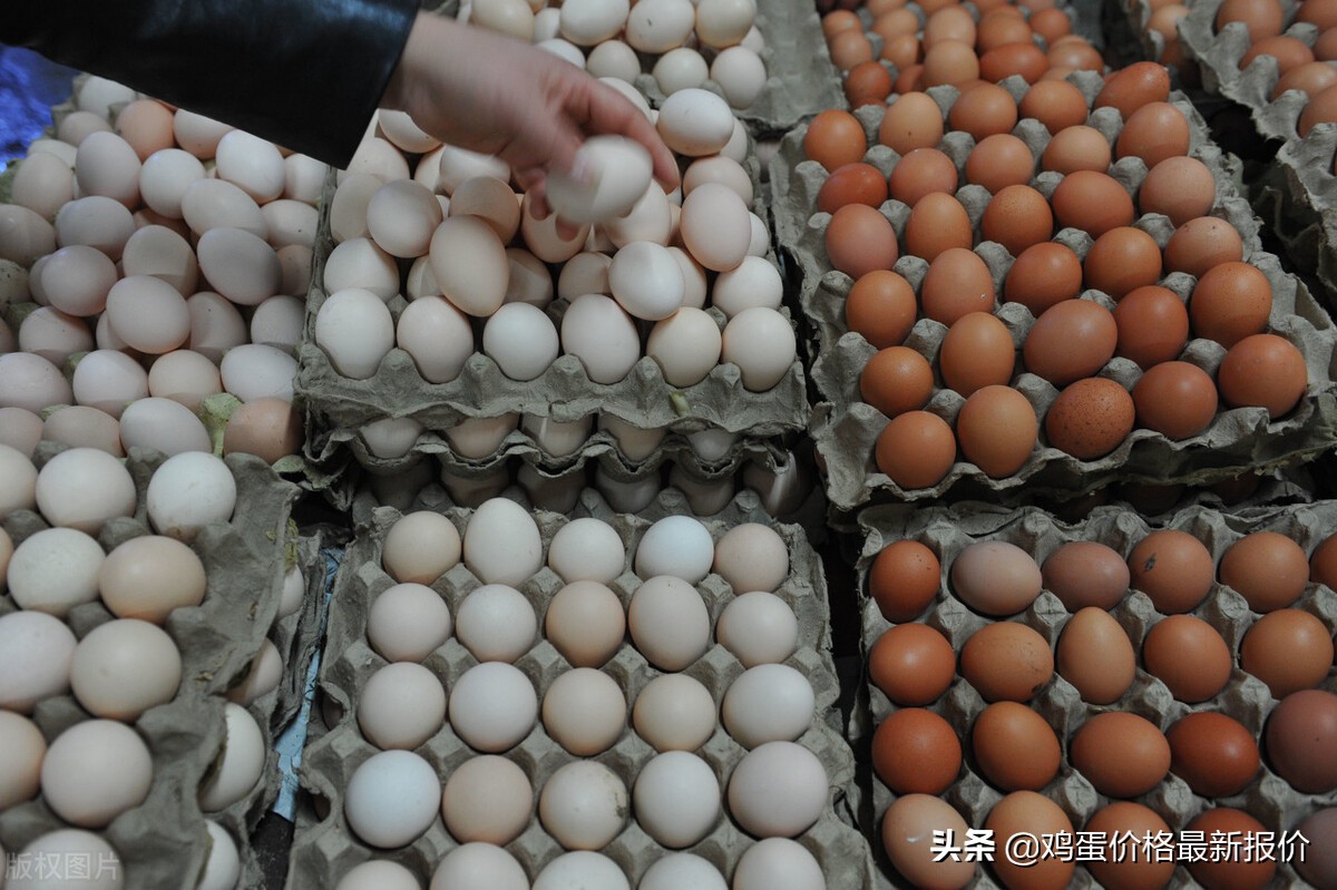 2022年4月8日鸡蛋价格最新报价行情，河北馆陶鸡蛋价格报价