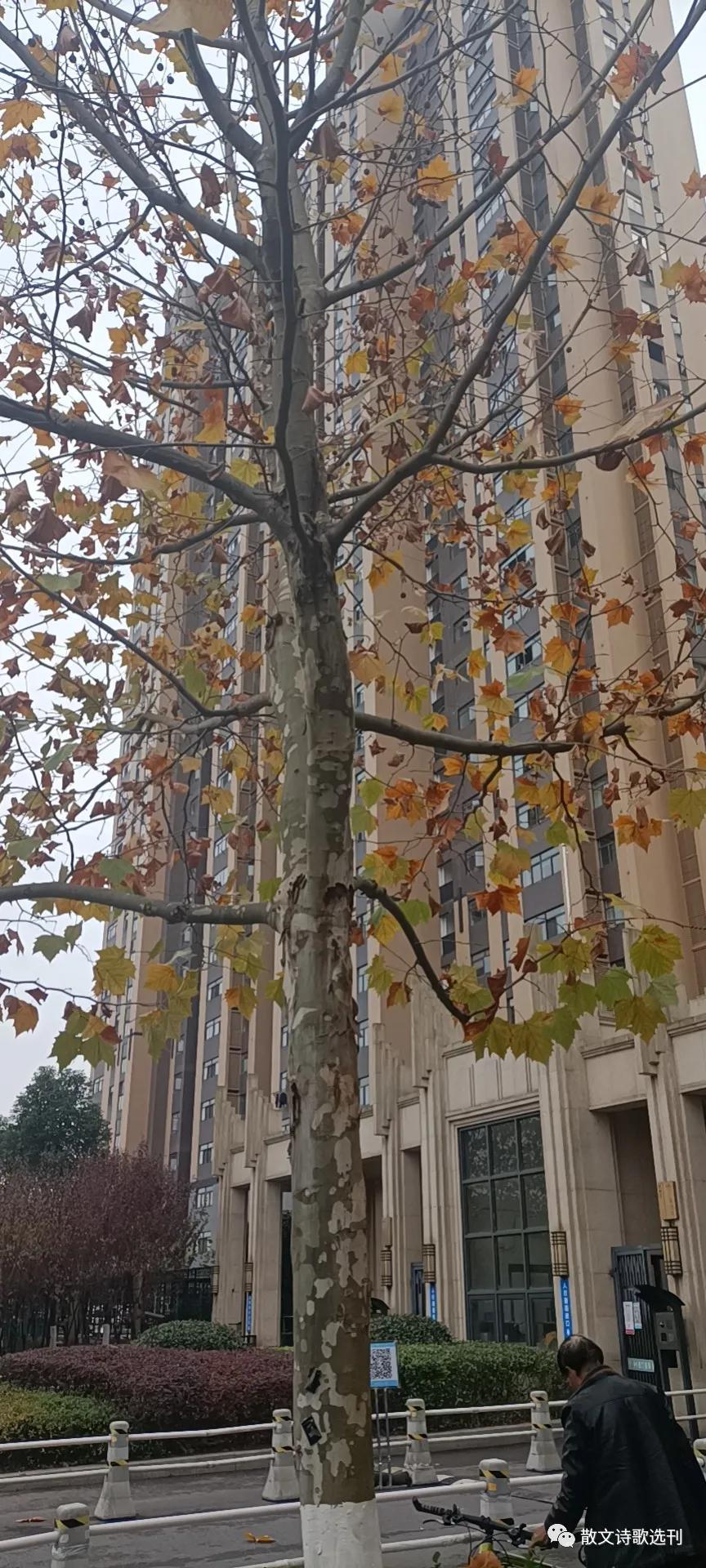 冬日絮语，漫谈自媒体达人及网红现象