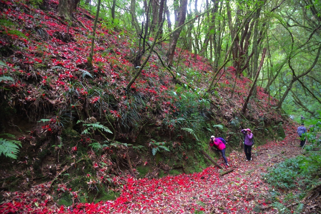 在腾冲，有一种红，叫杜鹃花开映山红