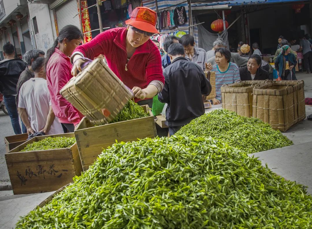 四季黄山 相约春天 | 歙县茶事知多少？我来说给你听... ...