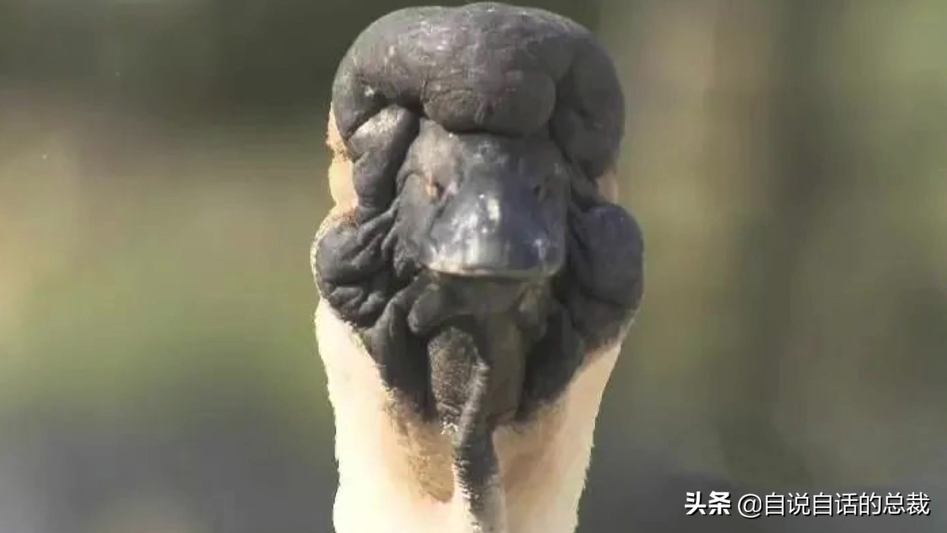 为什么动物都怕鹅？有鹅的地方没有蛇？大鹅的真实面貌超出你想象
