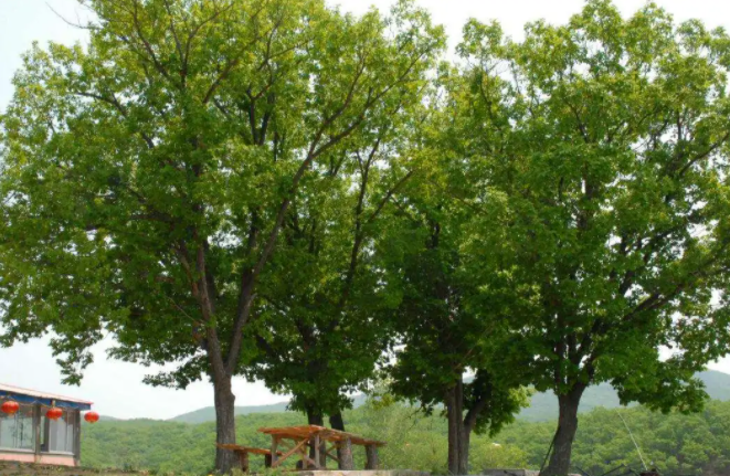 柞怎么读？柞的读音和意思