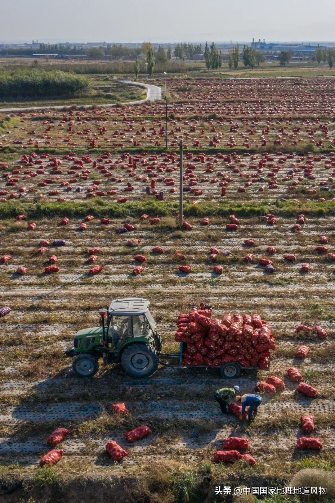 �й���͵����߲˴�ʡ��Ϊʲô�Ǹ��ࣿ
